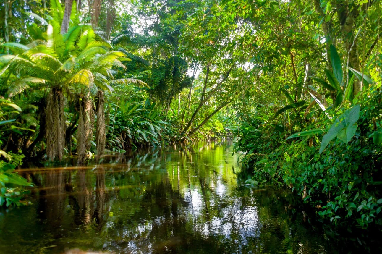 amazon jungle yasuni ecuador