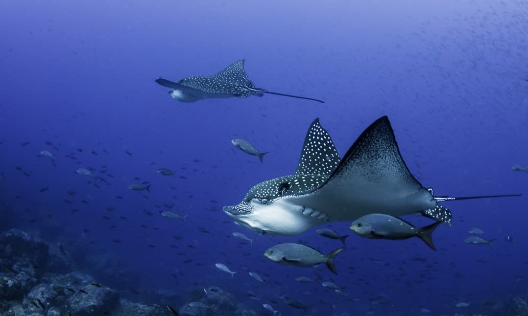 Una barriera corallina vergine scoperta al largo delle isole Galápagos